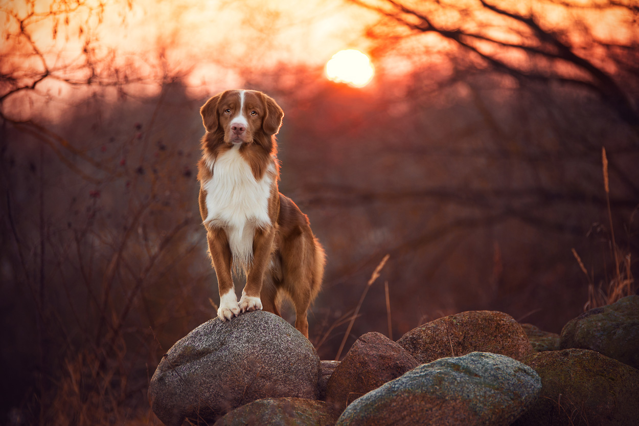 Hunde-Shooting im Park