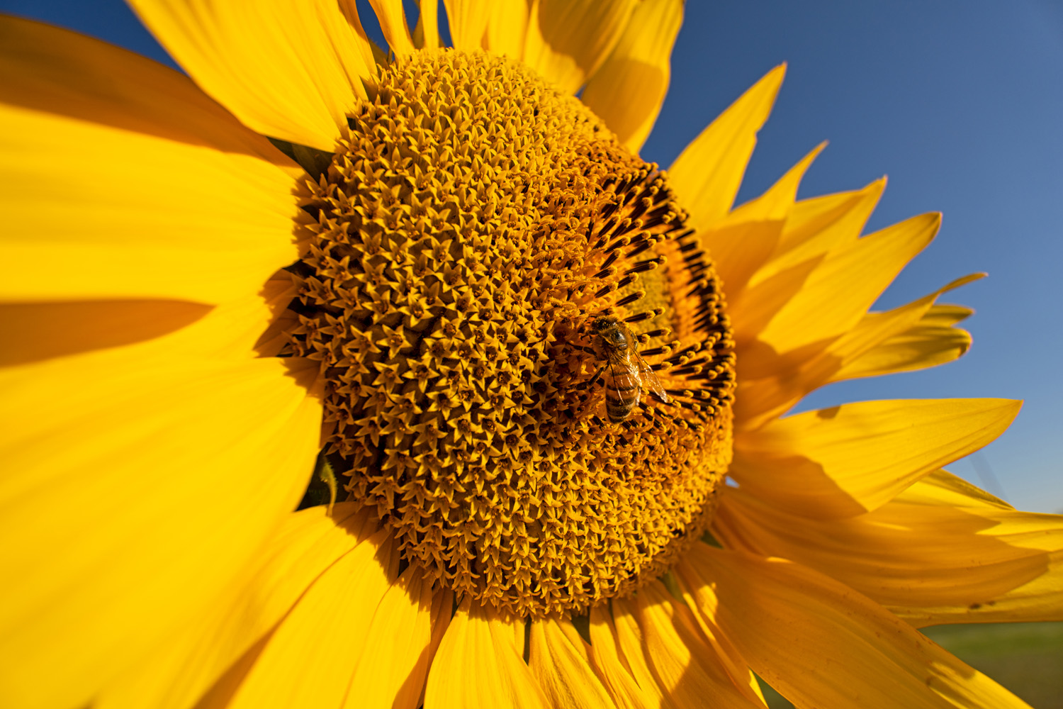 Tauchen Sie ein in die faszinierende Welt der Weitwinkel-Makrofotografie mit dem TAMRON 11-20mm F/2.8!