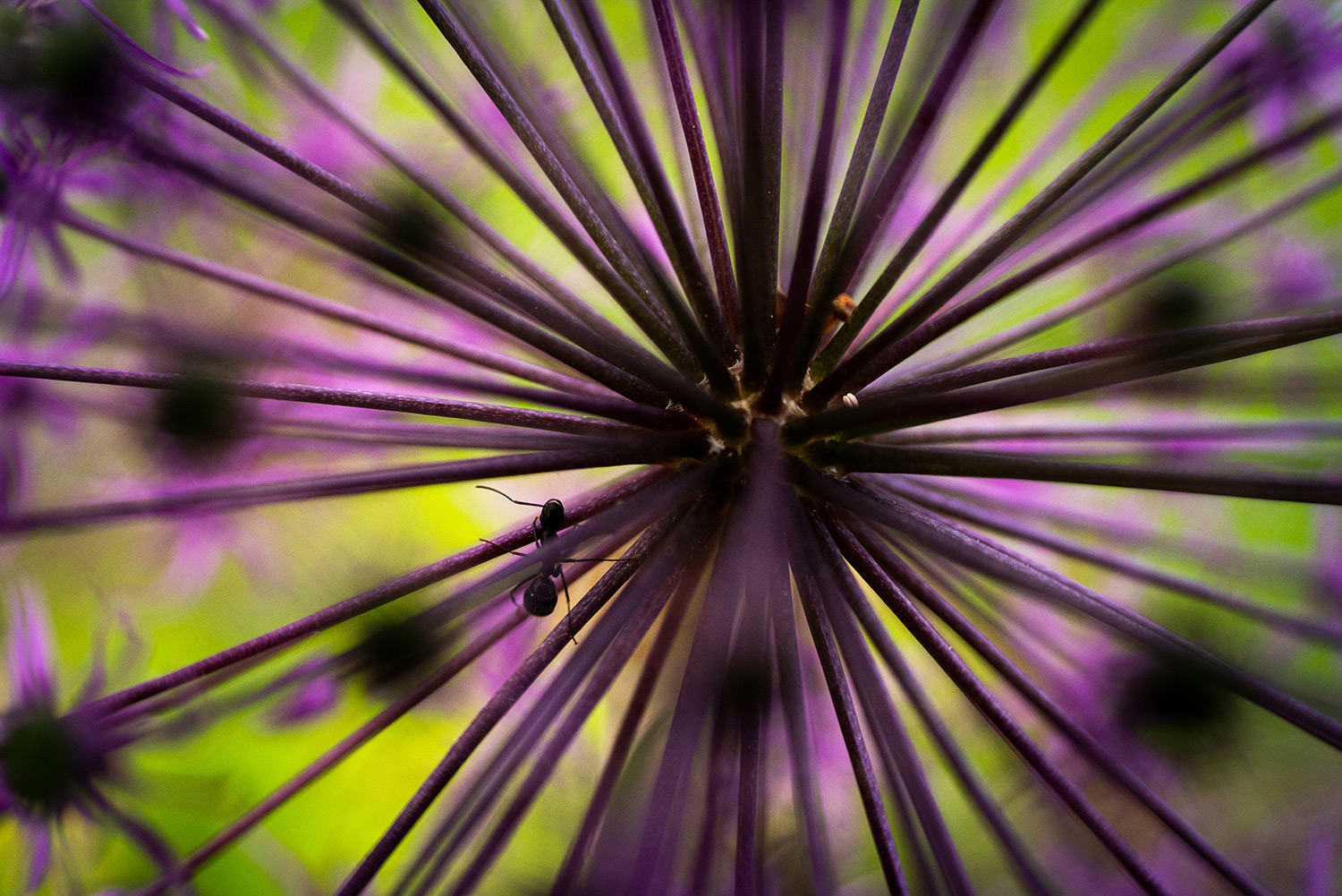 Macrofotografie met 1:2 afbeeldingsmaatstaf in de 50mm stand