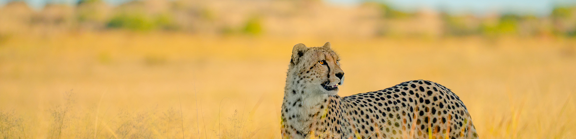 Charte de la photo animalière