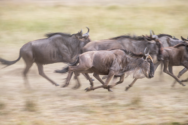 Capture the moment with sharpness and accuracy
