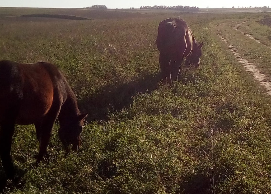 Bild von Anzeige: PRIVAT Zwei Herzen im gleichen Takt zum Hufschlag der Pferde