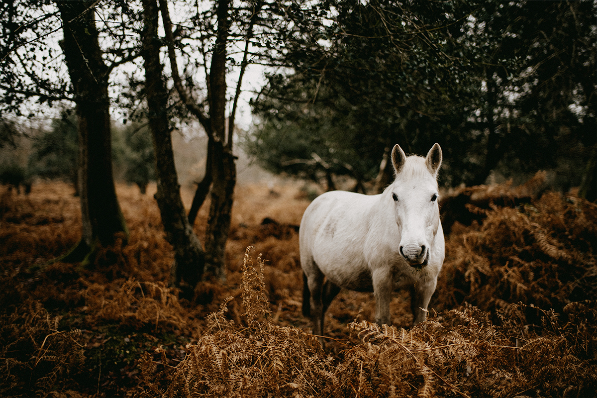 Bild von Anzeige: Suche Fläche zum kaufen oder pachten für Pferde