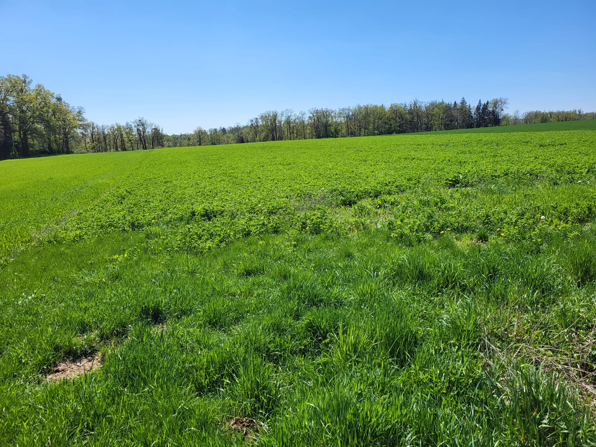 Bild von Anzeige: Bio Acker 1 ha (Bezirk Horn 3580)