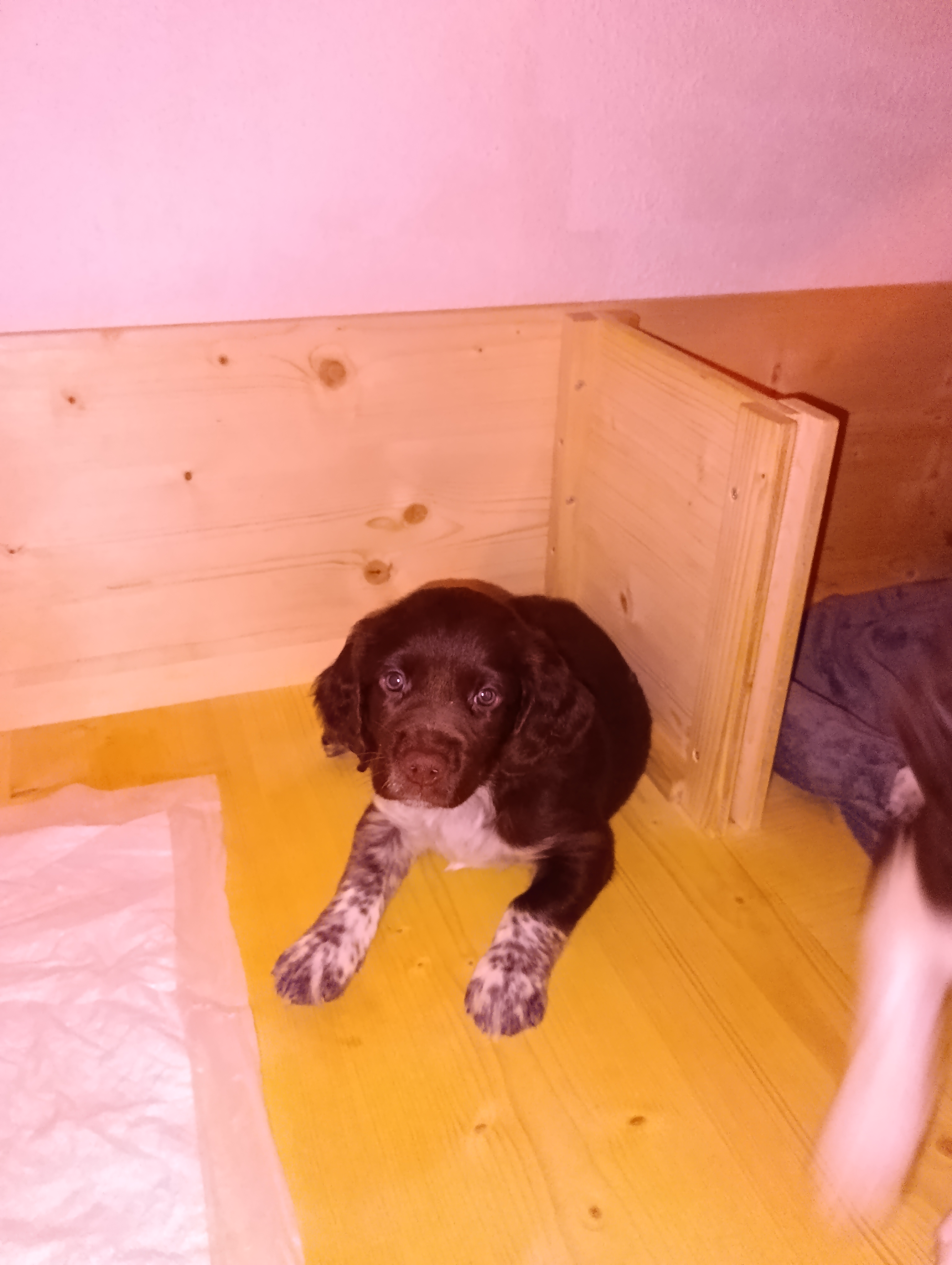 Bild von Anzeige: Welpen