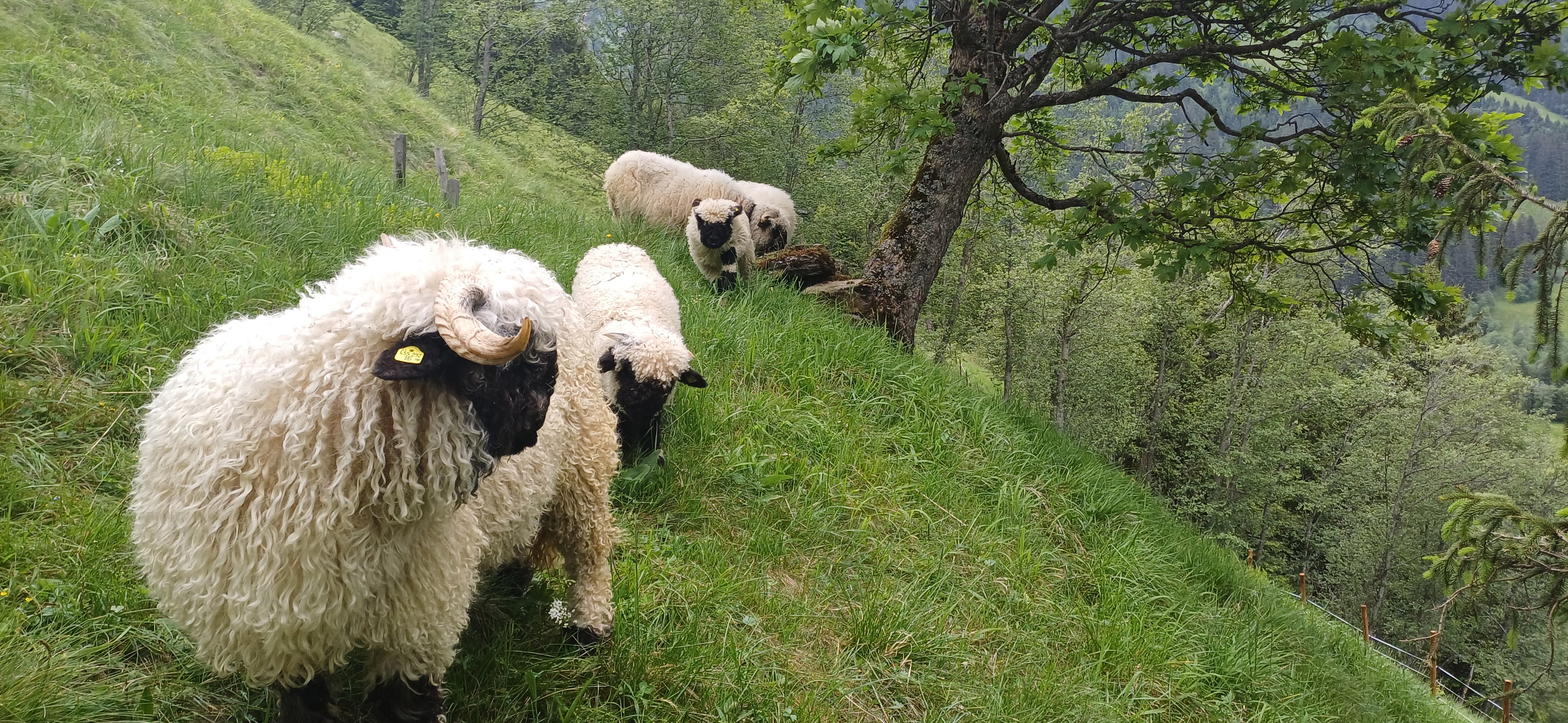 Bild von Anzeige: 🐑 Stall zur Pacht gesucht 🐑