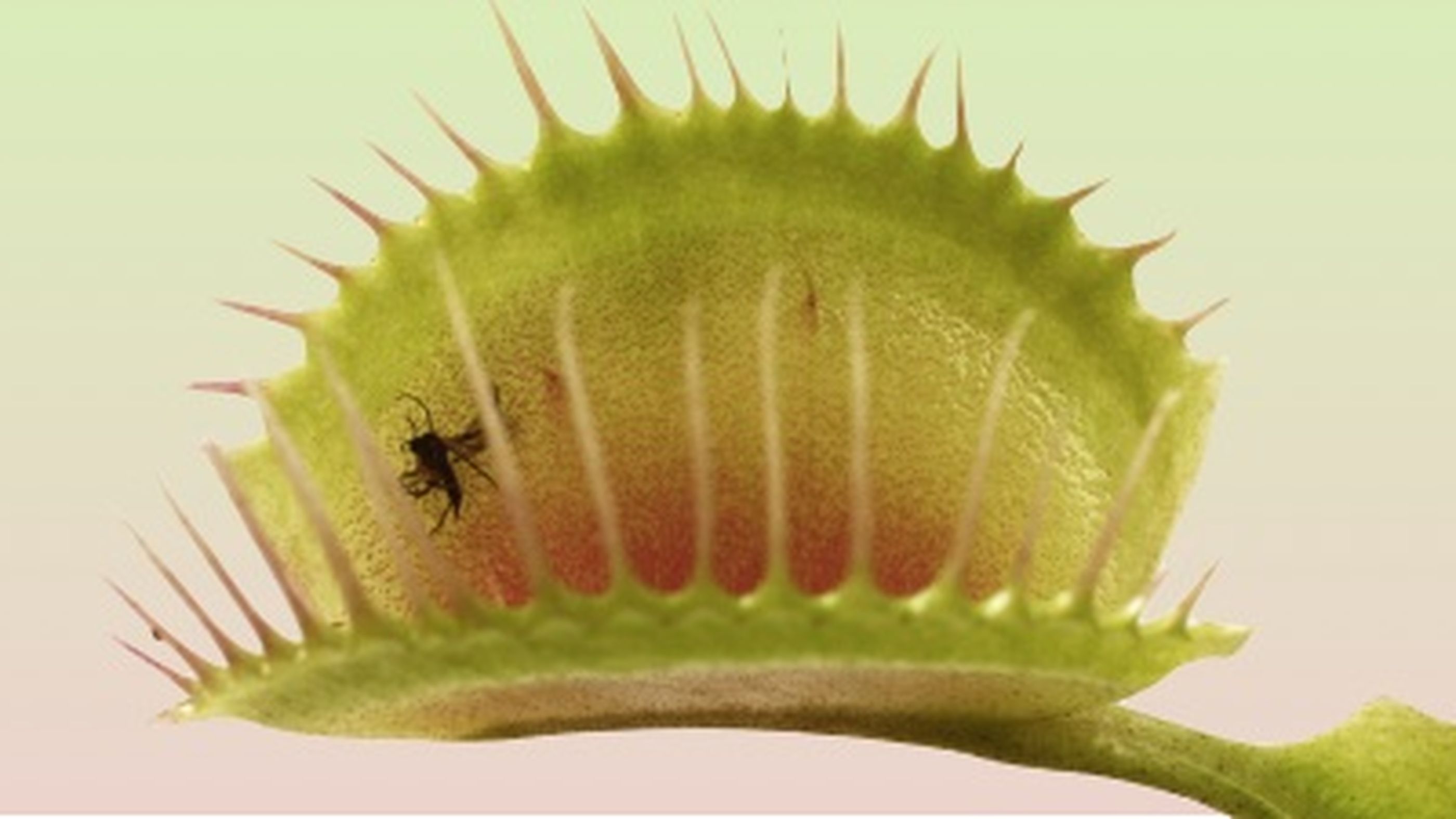 Die Testing-Falle, in die jeder mal tappt