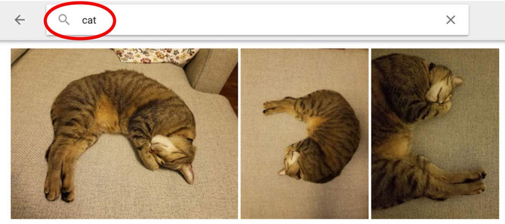 Cat Machine Learning Search 2 Cat Machine Learning Search 2
