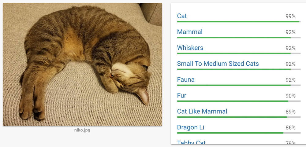Cat Google Vision Api Cat Google Vision Api