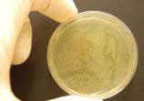 Desactivación de bacterias mediante el producto Prozone con punta Endo de W&H