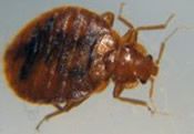 Bed Bugs