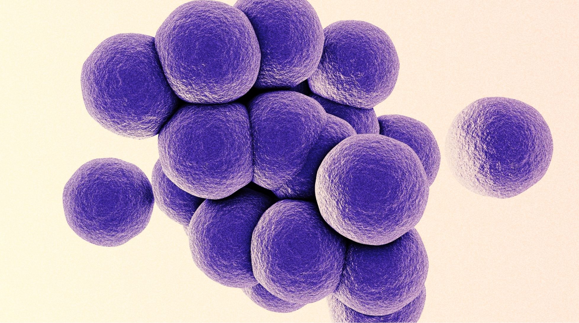 Стафилококковая инфекция у взрослых: что нужно знать и как лечить