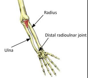Wrist bones