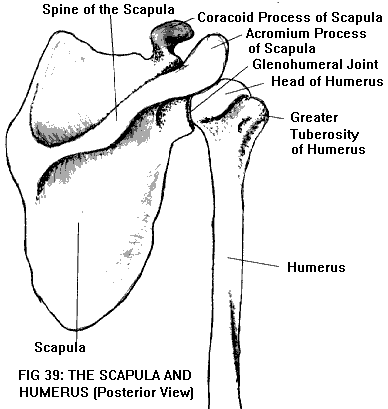 Shoulder bones