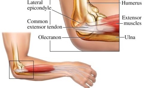 Elbow bones