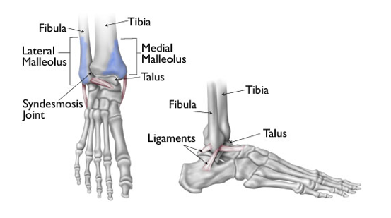 Ankle bones