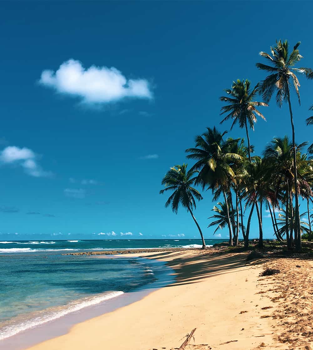 A sandy beach with palm trees and blue water