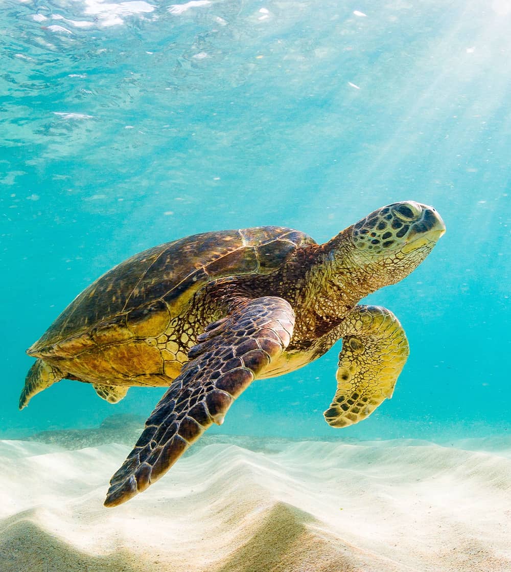 Underwater photo of a sea turtle