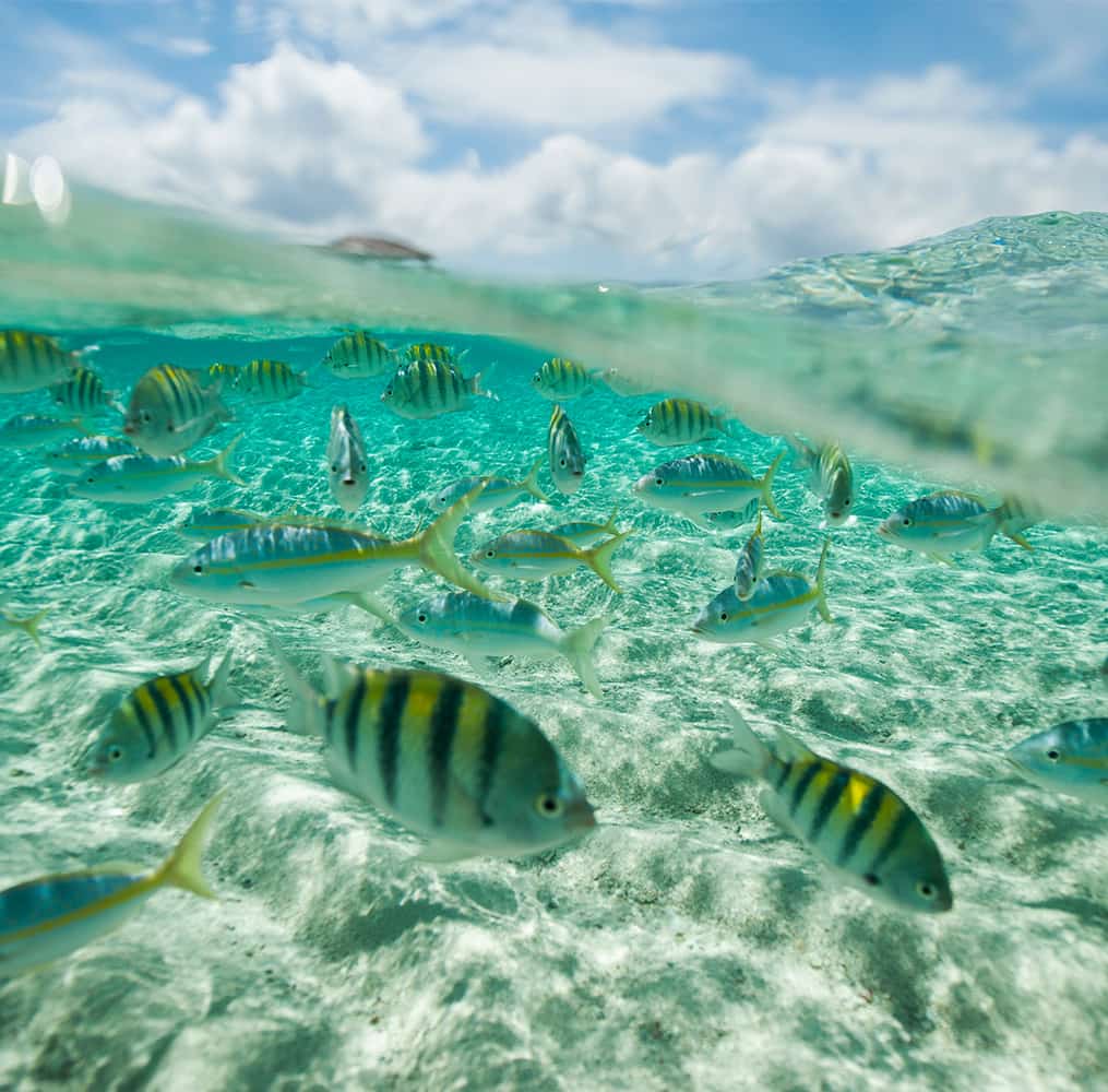A group of striped fish swimming in clear water