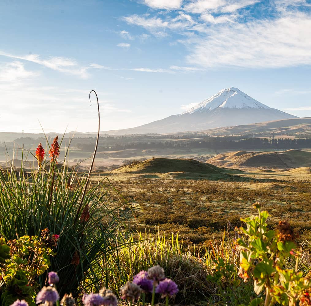 Grassy lands with a volcano in the distance