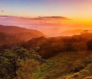 An aerial view of a dense forest during sunset