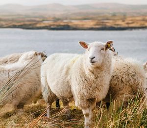 A group of sheep grazing on a pasture with water and more land in the background