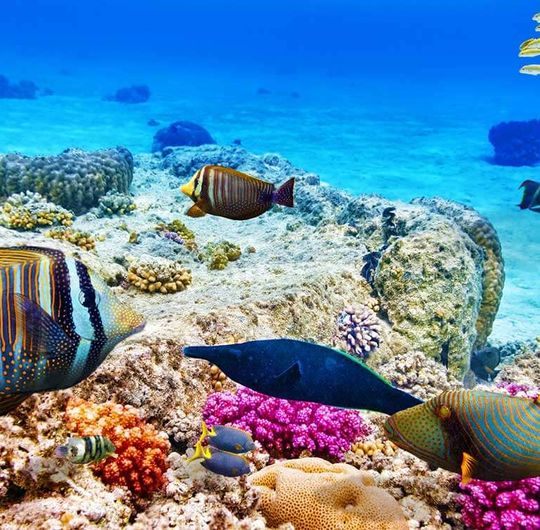 Brightly-colored fish and coral underwater