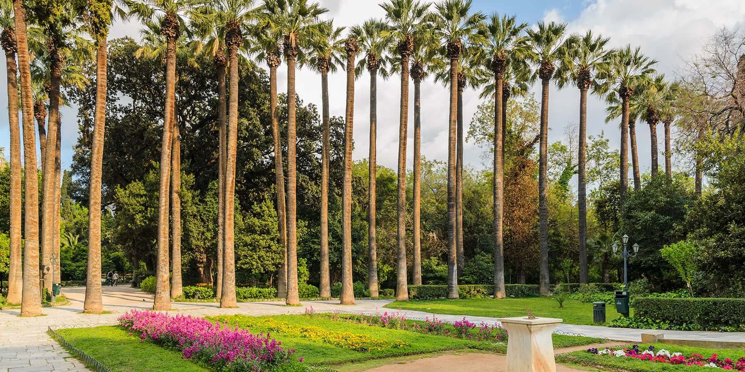 Tall palm trees at the Athens National Garden.