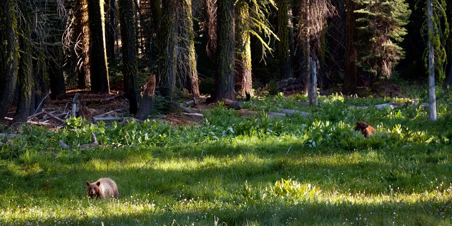 A friendly bear wandering at Yosemite in the distance.