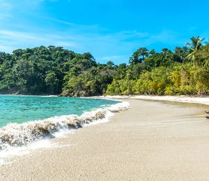 A sandy coastline with palm trees and blue water