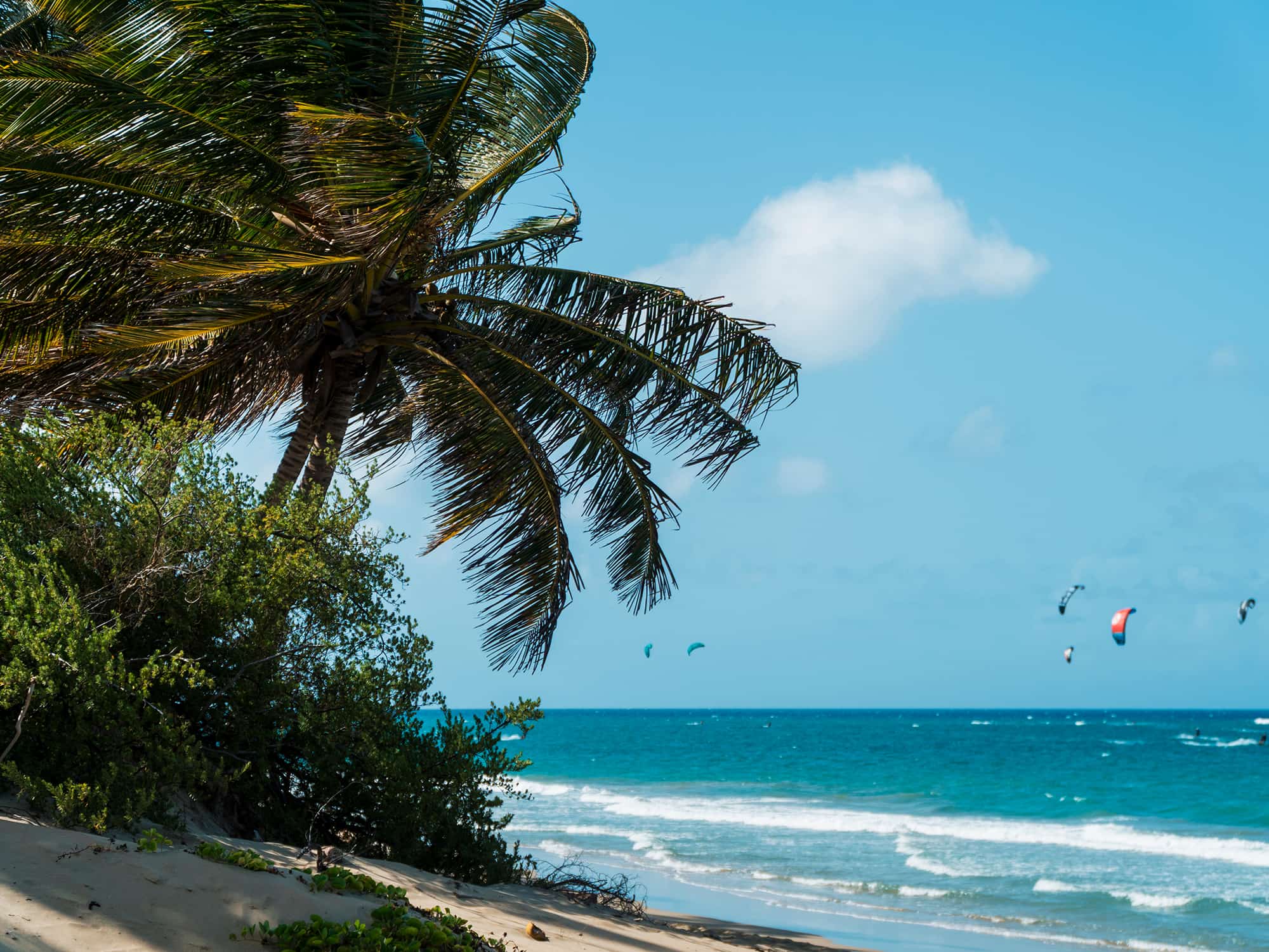 A sandy beach with a palm tree and blue water with parasails in the distance