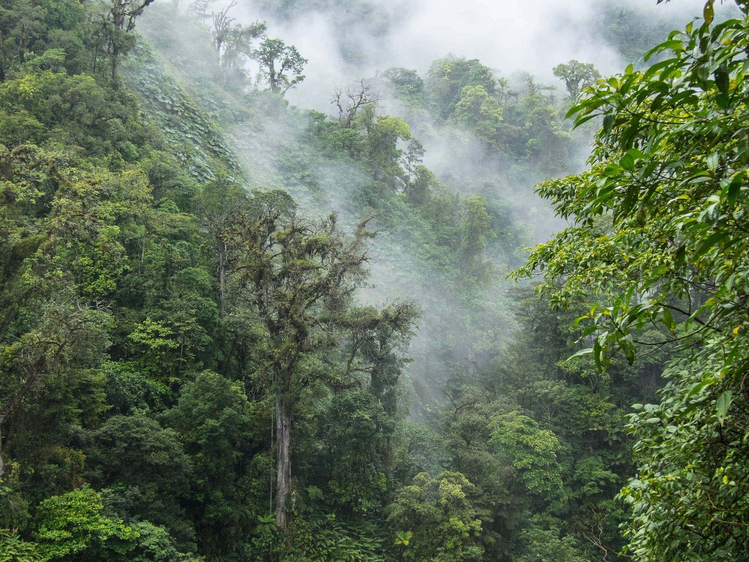 Discover a Cloud Forest in Monteverde, Costa Rica