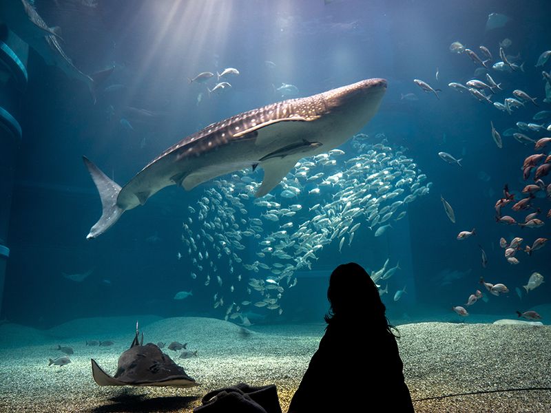 A guest watches a shark and school of fish swim at Osaka Aquarium.