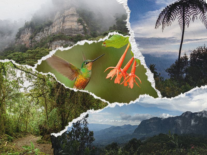 A collage of rainforests, mountains, and a hummingbird