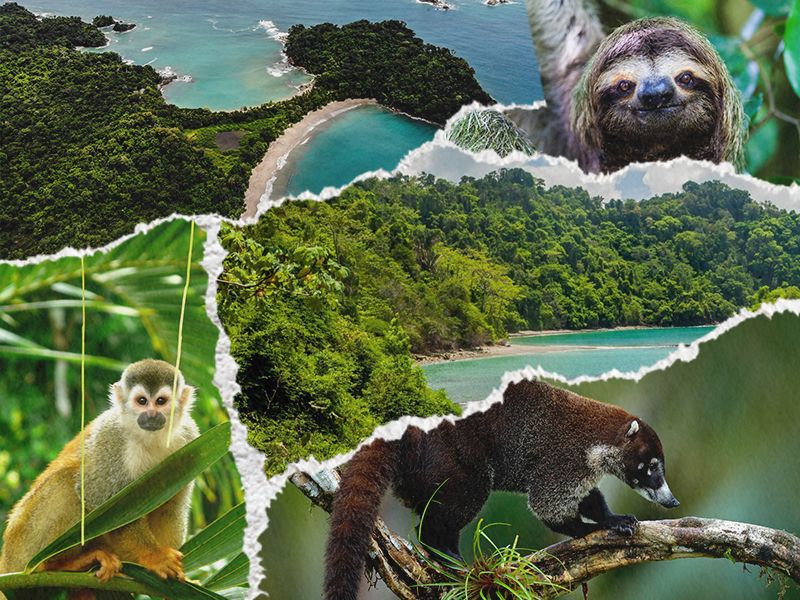 A collage of the beach, a monkey, a smiling sloth, and rainforest