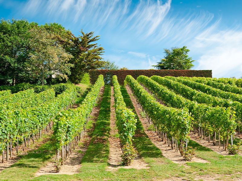 Many identical looking rows of grape vines with a blue sky in the background