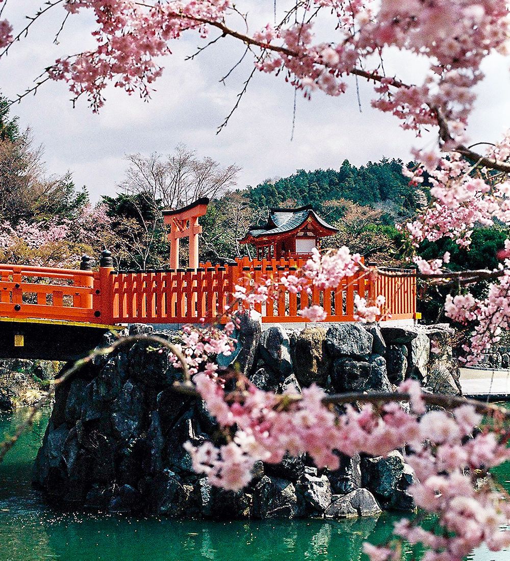 cherry blossom trees framing a park in osaka