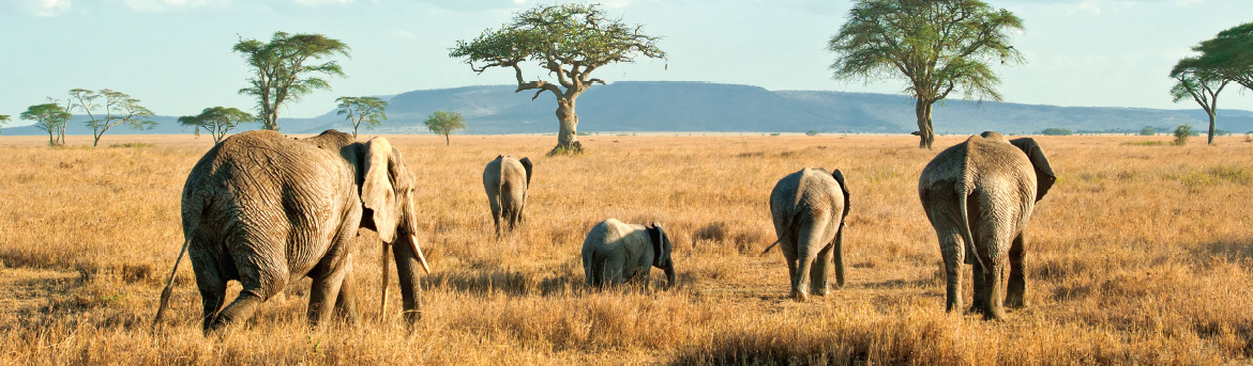 Elephants walking away in Serengeti National Park