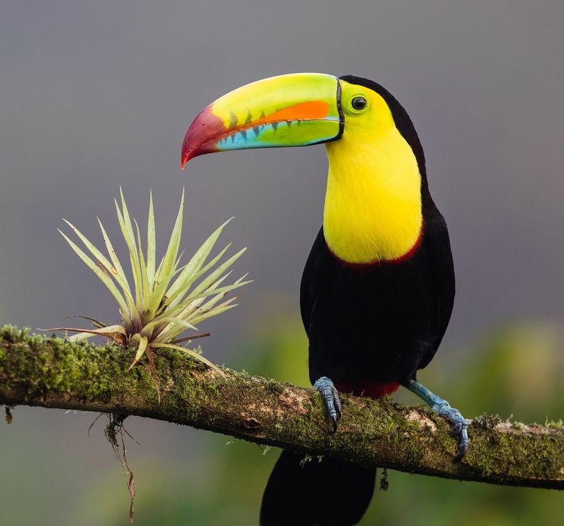 a keel billed toucan sitting on a tree branch