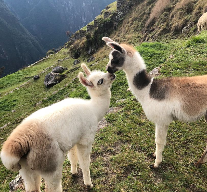 baby llamas on a hill at machu picchu in peru