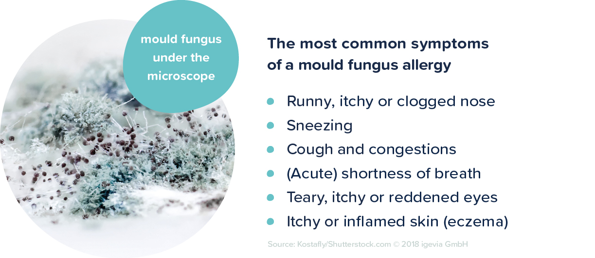 Symptompse of mould allergy Symptompse of mould allergy picture