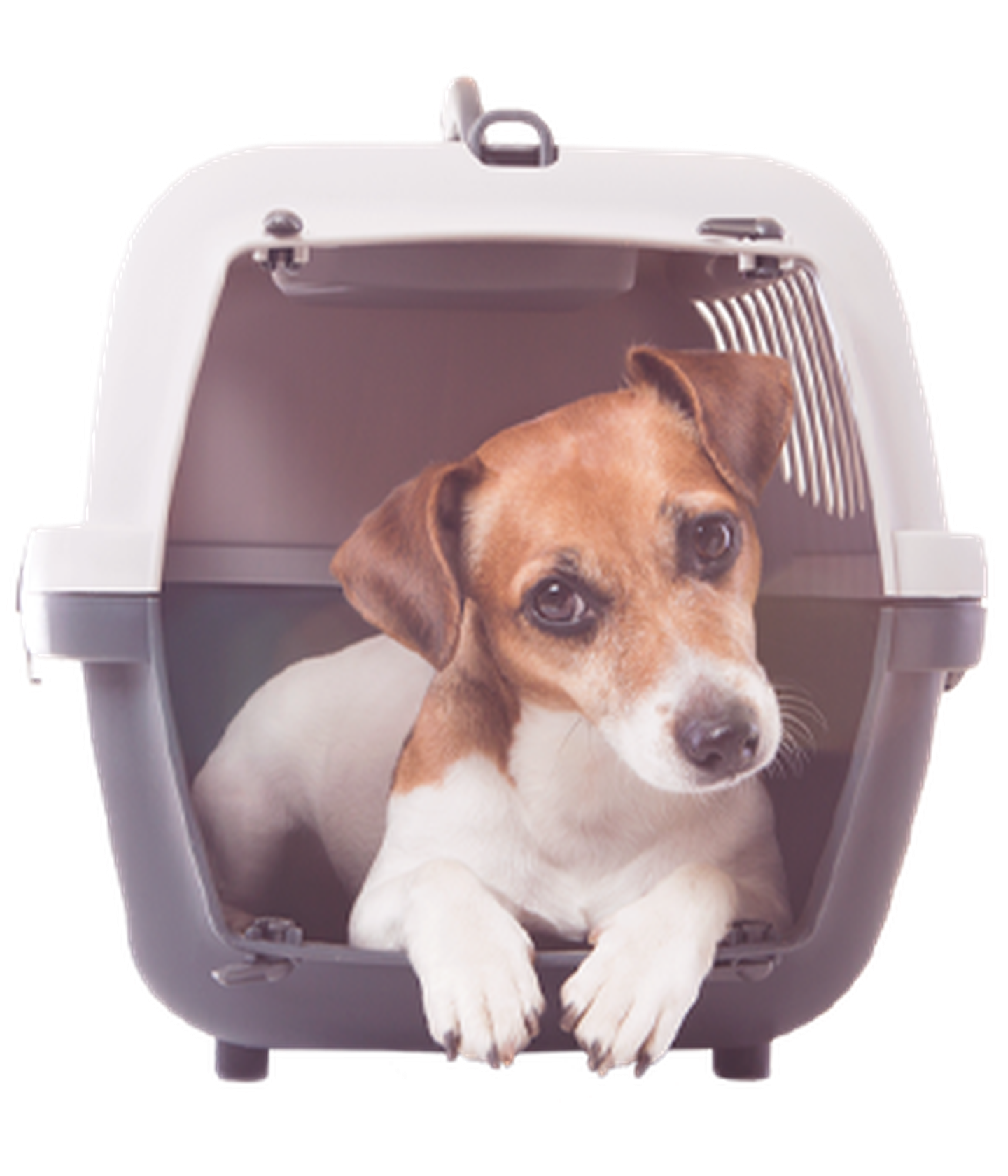 hd ein neuer hund hund in box