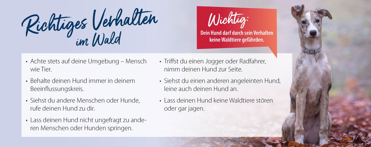 hd_verhaltenimwald