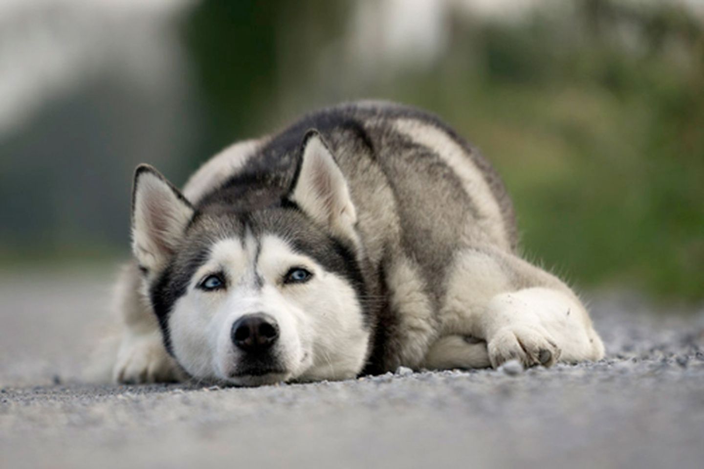 husky_hund