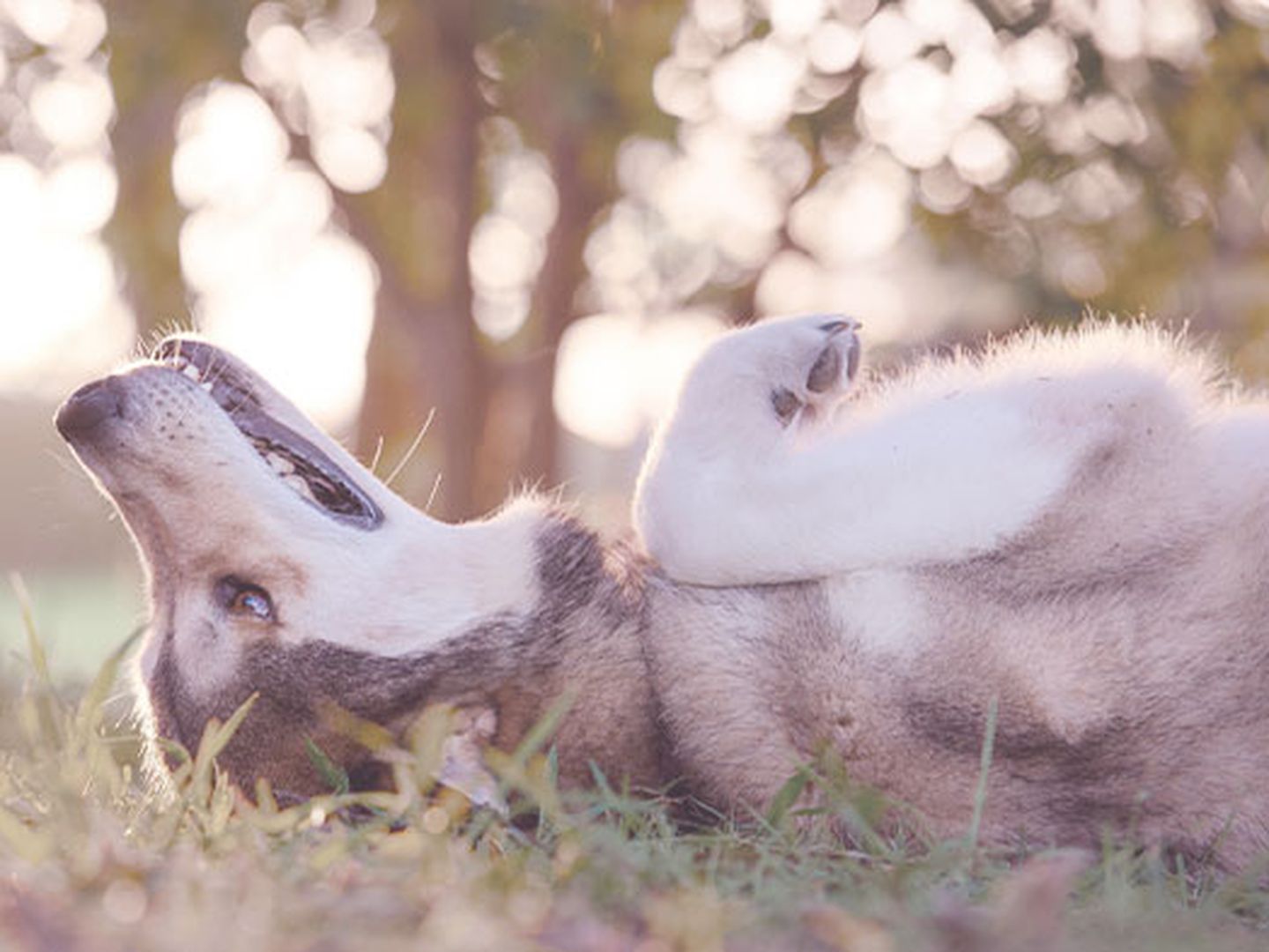hd studie hundegesundheit