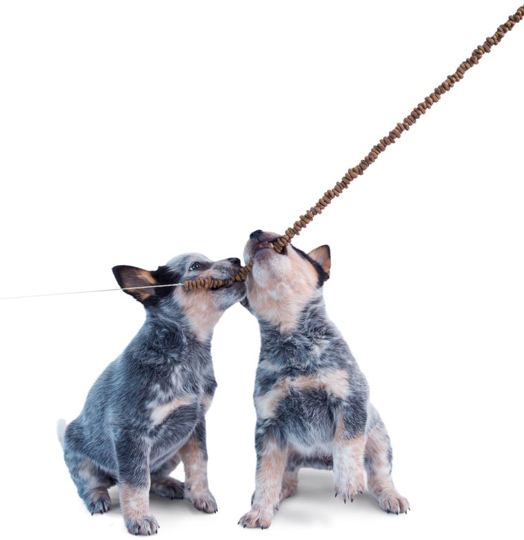 welpen_hundefutter_knabbern