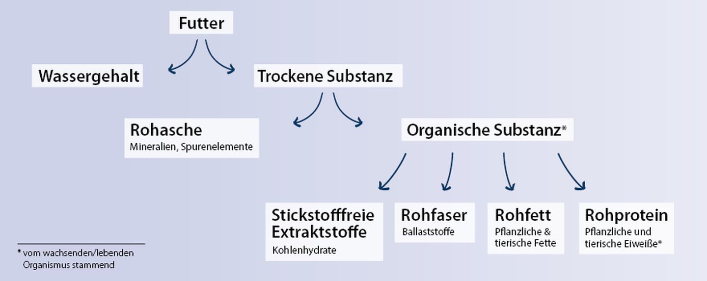 hc katze weender analyse