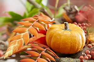 Tillandsia dyeriana, pompoen, oranje, herfst, creatief, bloemsierkunst, arrangement, botanische stock fotografie, beeldbank