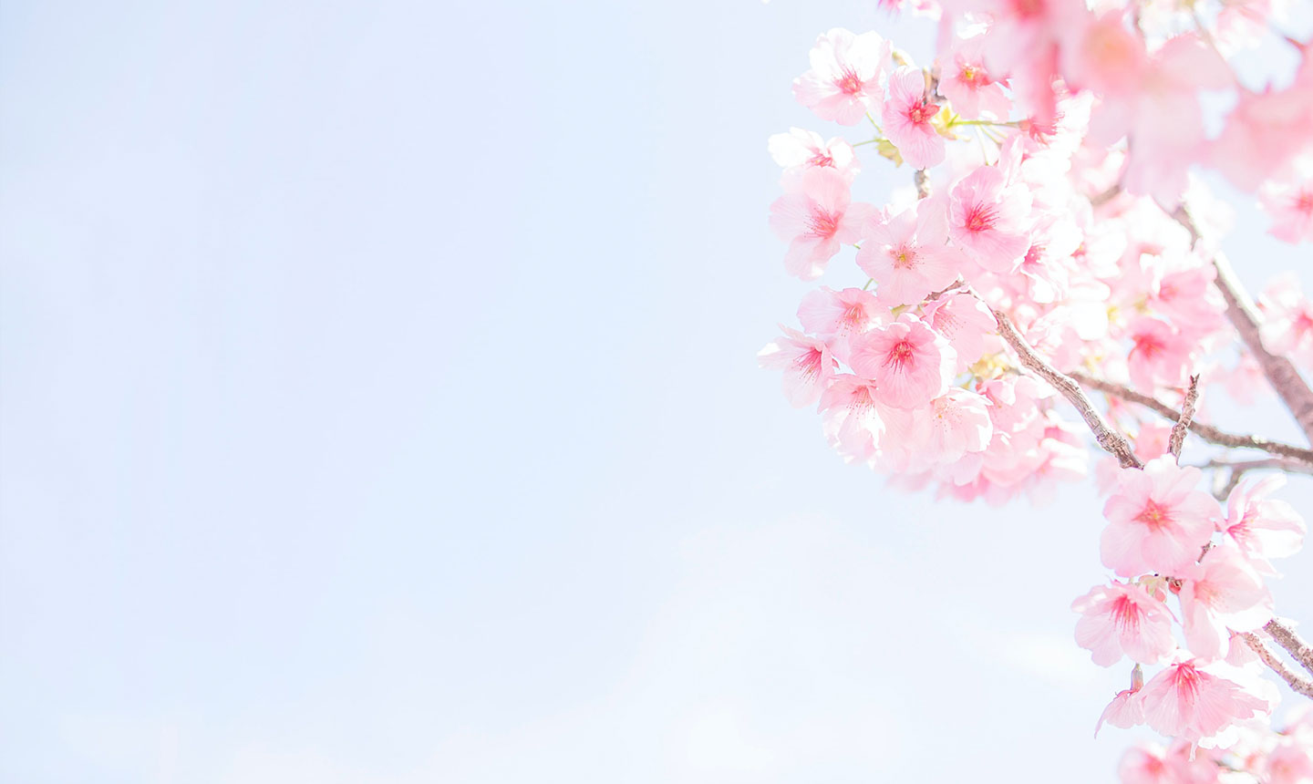 Blooming pink flowers