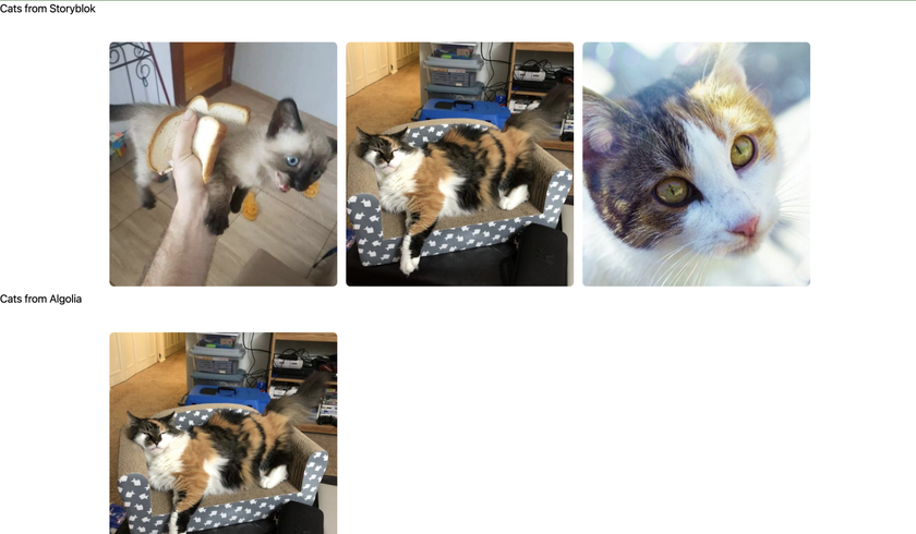 Chilled cats from Storyblok DXP